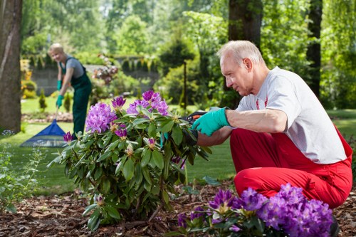 Seasonal hedge maintenance and tidy-up work for Hainault homes