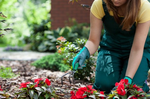 Hedge trimming and plant maintenance in a Hainault garden